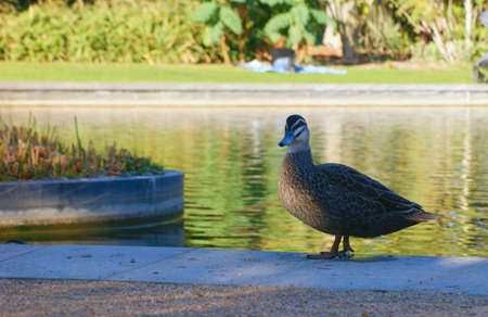 Duck at the side of a pond with natural park background