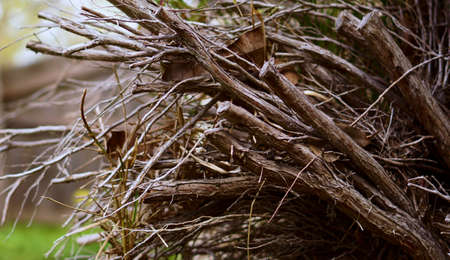 Piles of firewood chopped and randomly stacked
