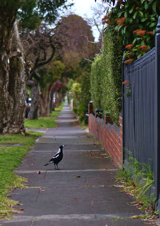 Australian Magpie bird standing on the ground of pedestrian path