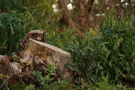 Close up view of abandoned chop tree in forrestの写真素材