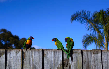 Three colorful parrots on wooden fence against blue sky background