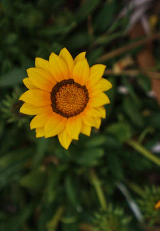 Close up view of small wild yellow flower with softly