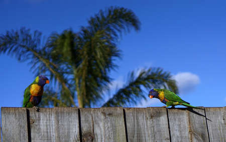 Two colorful parrots with palm tree and blue sky backgroundの写真素材