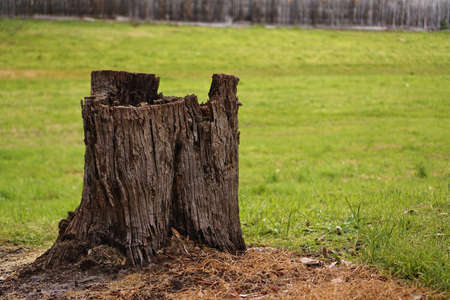 Close view of chopped tree with natural green grass backgroundの写真素材