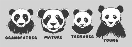 Vector set of black and white cartoon portraits of pandas. Different age of bamboo bear. Funny animals, grandfather, mature, teenager and young. Stickers or icons.のイラスト素材
