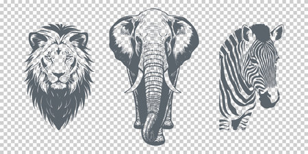 Vector graphic African animals on an isolated background. Lion, elephant and zebra. zoo.のイラスト素材