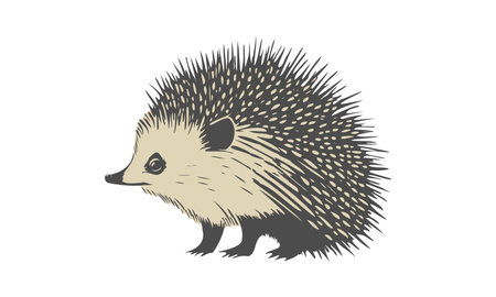 Vector engraving of Common, European or Central Russian hedgehog. Forest cute animal mammal with needles. White isolated background.のイラスト素材
