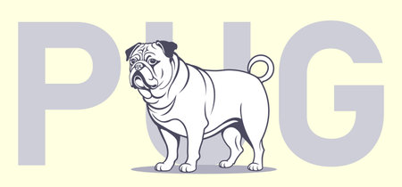 Vector adult serious brutal respectable standing white graphic dog of the Pug breed. Cute black and white purebred doggy. Fauna poster with pet.のイラスト素材