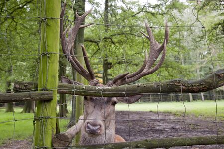 huge deer male trapped and sad behind a wire fence in a zooの写真素材