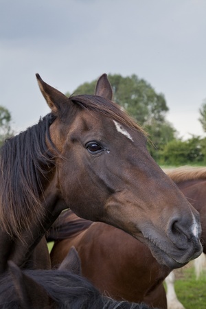 portrait of a brown horse on a sunny dayの写真素材