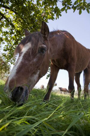 horse grazing on a sunny day in the shade under a treeの写真素材