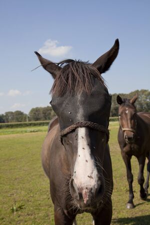 beautifull horse wearing a fly protection net over his faceの写真素材