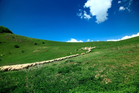 sheep herd in the afternoon