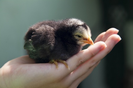 Baby chicken held in a human hand sleepyの写真素材