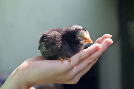 Baby chicken held in a human hand sleepyの写真素材