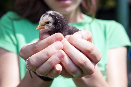 Baby chicken held in a human hand sleepy