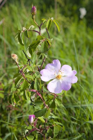 macro shot of wild rose flower in a green pastureの写真素材