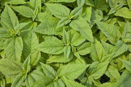 green leaf plant background with many young bushesの写真素材