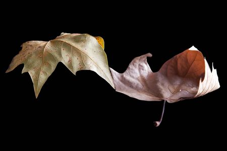 old autumn leaves isolated on a black backgroundの写真素材