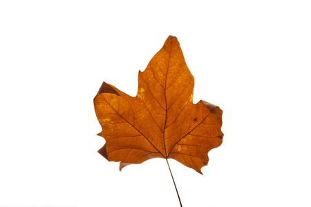isolated old leaf on a pure white backgroundの写真素材