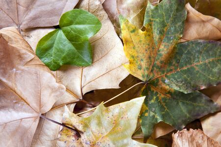 autumn leaf background with old plantsの写真素材