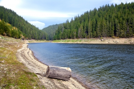 mountain lake with pine forest on the bankの写真素材