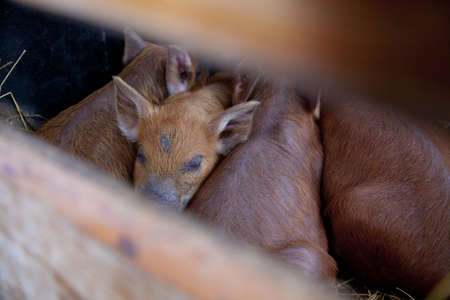 baby red pigs sleeping close to each otherの写真素材