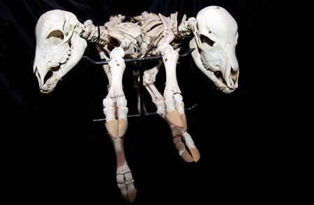 strange scarry joined cow baby skeletons isolated on black backgroundの写真素材