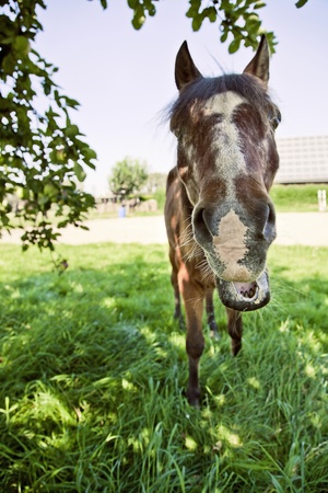 horse smilling at the camera under a tree on a sunny dayの写真素材