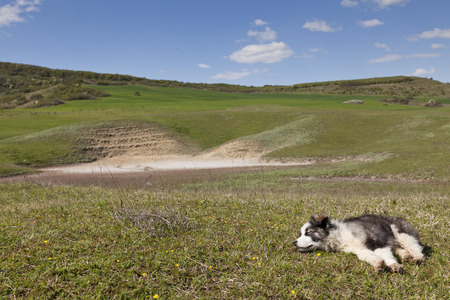 puppy sleeping on green grass on sunny clear sky dayの写真素材