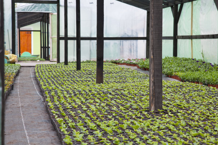 small flowers in a greenhouse on the floor in plastic containersの写真素材