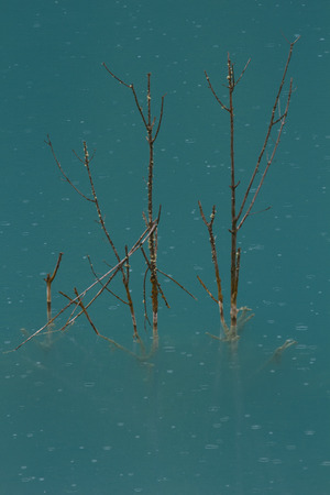 Dry wood in water in clear green blue liquid in the rainの写真素材
