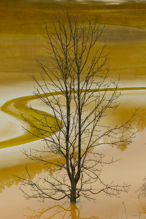 dry tree in poluted water lake red colourの写真素材
