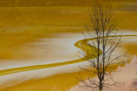 dry tree in poluted water lake red colourの写真素材