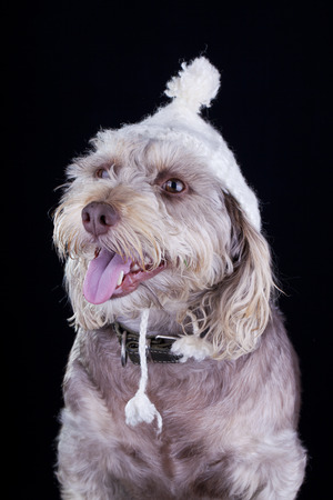 white dog with winter hat looking away on black backgroundの写真素材