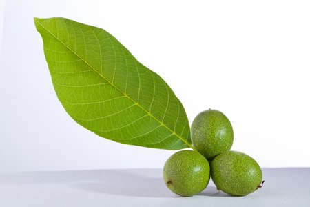 green walnut with leaf isolated on white backgroundの写真素材