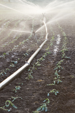 sprinklers with water on a cabbage field at sunsetの写真素材