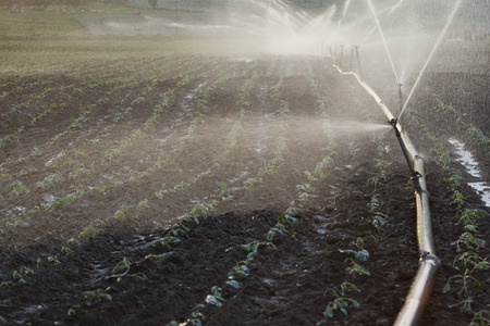 water sprinkler on a field of cabbage at sunset with dropsの写真素材