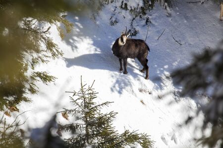 chamois in winter coat staring at camera on snow with shadow
