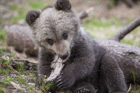 Adorable cute baby bear cub biting piece of wood looking at cameraの写真素材