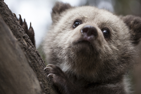 Bear cub close up in tree with claws on bark from below
