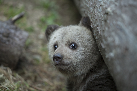 Baby brown bear cub looking scared at camera emerging from under a tree up closeの写真素材