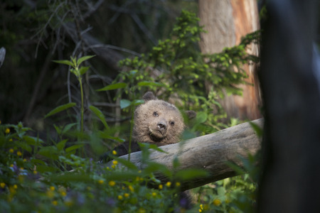bear cub in sun rays with paw on fallen tree looking away sadの写真素材