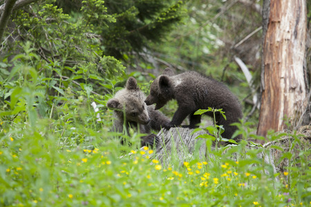 bear cub brothers in green field fighting with mouth openの写真素材