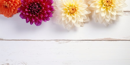 Dahlia flowers on white wooden background. Top view with copy spaceの素材