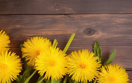 Yellow dandelions on wooden background. Top view with copy spaceの素材