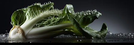 fresh chinese cabbage on a black background with water drops closeupの素材