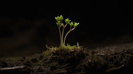 close up of green seedling growing in soil on black background with copy spaceの素材