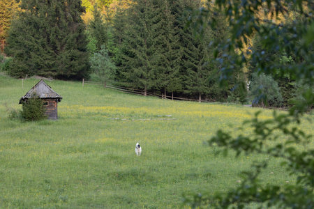 Dog in a meadow with a wooden house in the background.