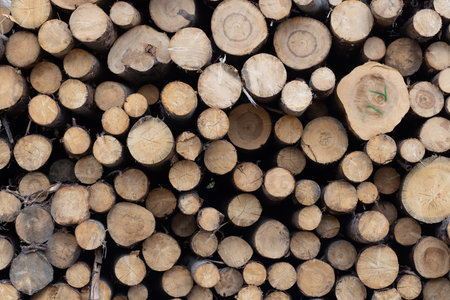 Pile of wood logs in a sawmill, close-up